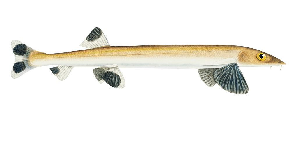 Antique fish gonorynchus fosteri sand fish illustration drawing