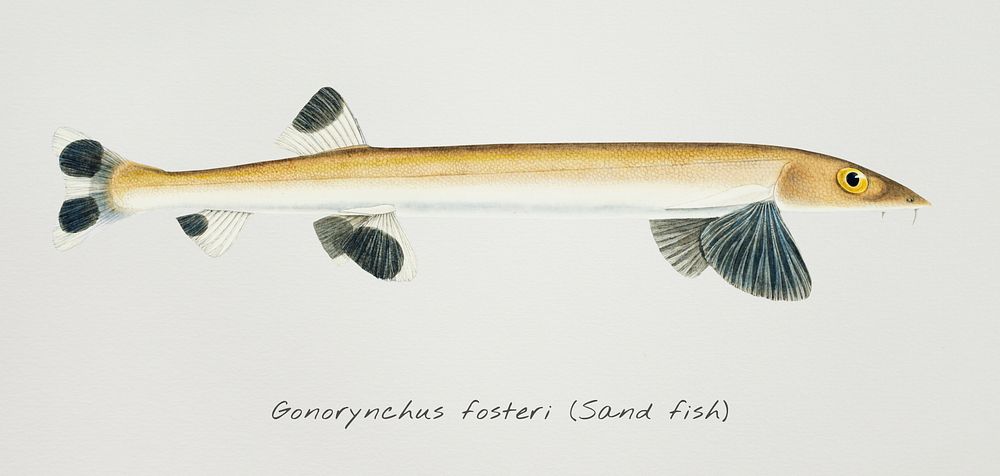 Antique fish gonorynchus fosteri sand fish illustration drawing