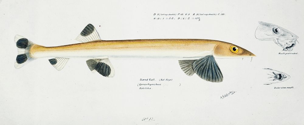 Antique fish gonorynchus fosteri sand fish drawn by Fe. Clarke (1849-1899). Original from Museum of New Zealand. Digitally…