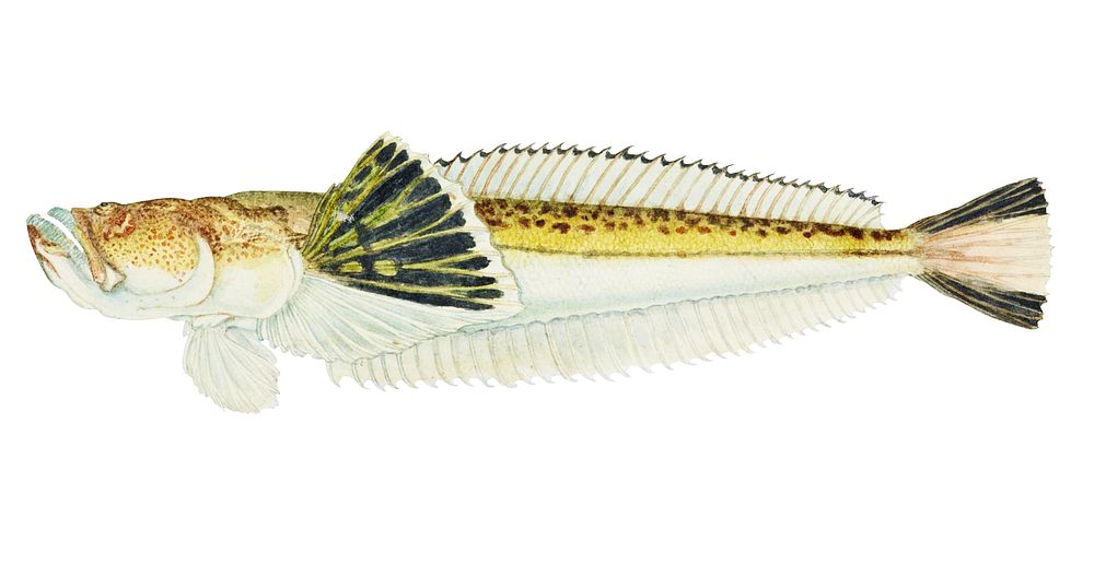Antique fish leptoscopus macropygus estuarine stargazer illustration drawing