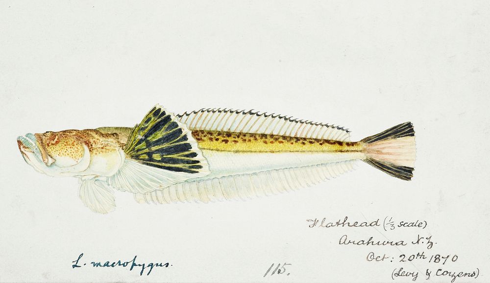 Antique fish leptoscopus macropygus estuarine stargazer drawn by Fe. Clarke (1849-1899). Original from Museum of New…