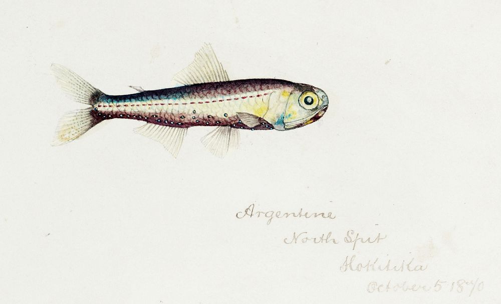 Antique fish Maurolicus muelleri drawn by Fe. Clarke (1849-1899). Original from Museum of New Zealand. Digitally enhanced by…