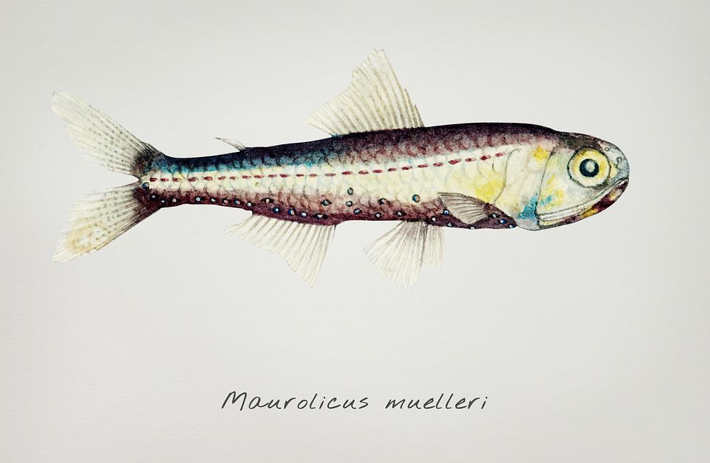 Drawing of antique fish Maurolicus muelleri