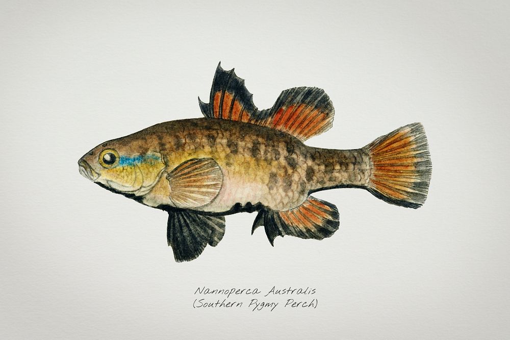 Drawing of antique fish Nannoperca australis (Tas) : Eel