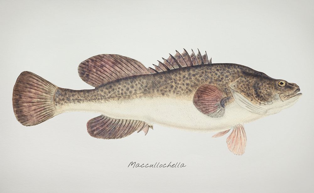 Antique fish maccullochella sp illustration drawing
