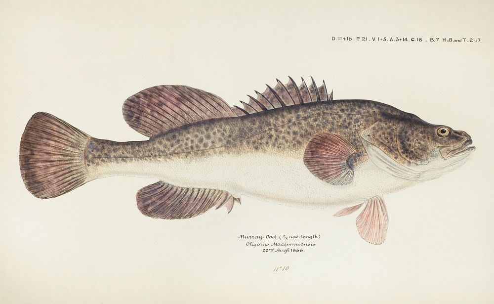 Antique fish maccullochella sp drawn by Fe. Clarke (1849-1899). Original from Museum of New Zealand. Digitally enhanced by…