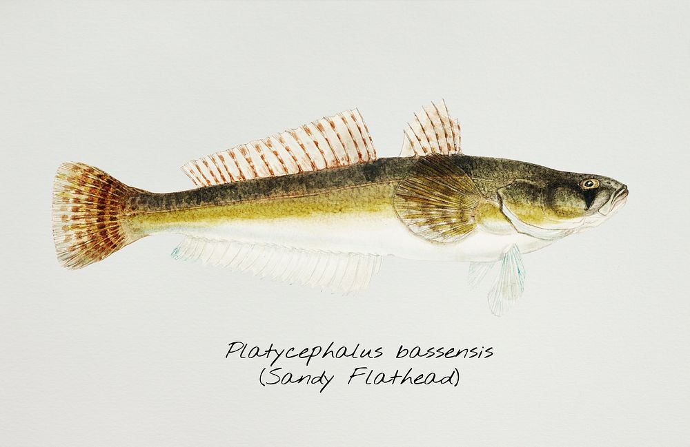 Antique fish platycephalus bassensis illustration drawing