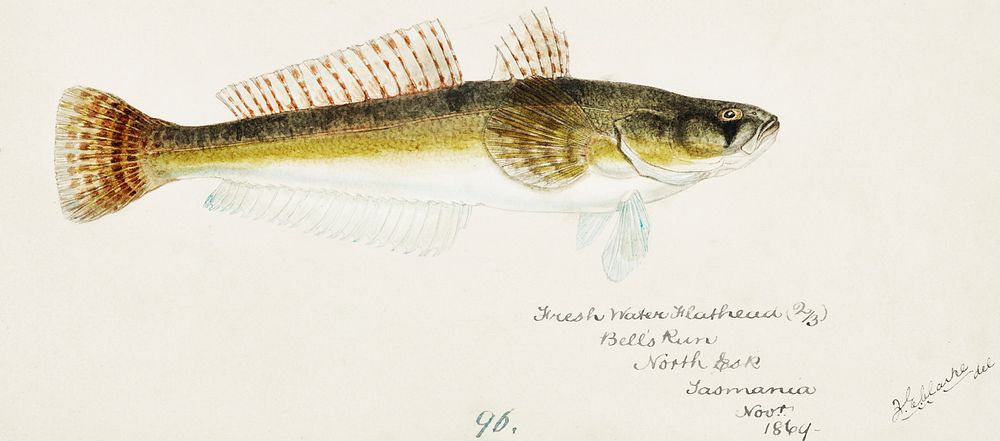 Antique fish platycephalus bassensis drawn by Fe. Clarke (1849-1899). Original from Museum of New Zealand. Digitally…