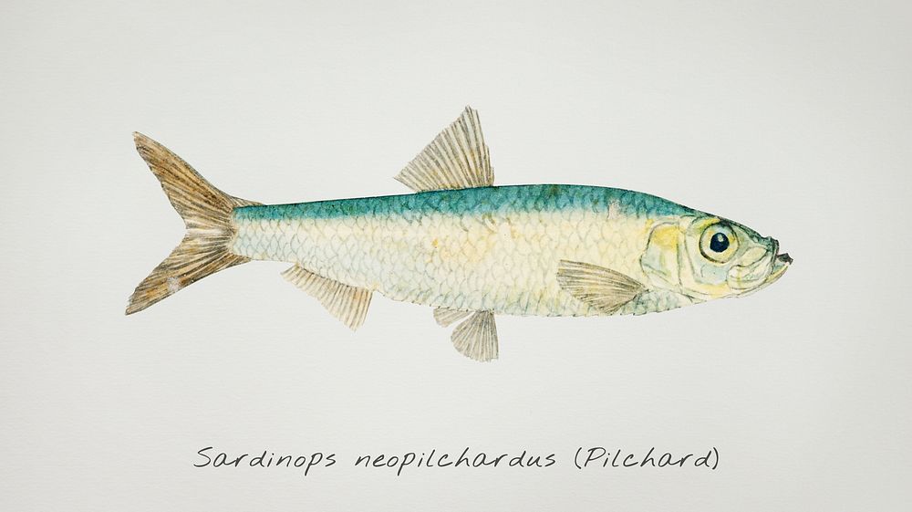Antique fish sardinops neopilchardus pilchard illustration drawing
