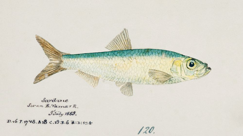 Antique fish sardinops neopilchardus pilchard drawn by Fe. Clarke (1849-1899). Original from Museum of New Zealand.…