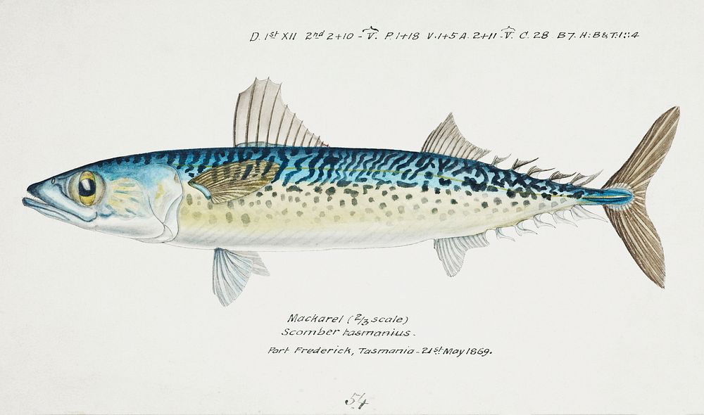 Antique fish scomber australasicus blue mackerel drawn by Fe. Clarke (1849-1899). Original from Museum of New Zealand.…