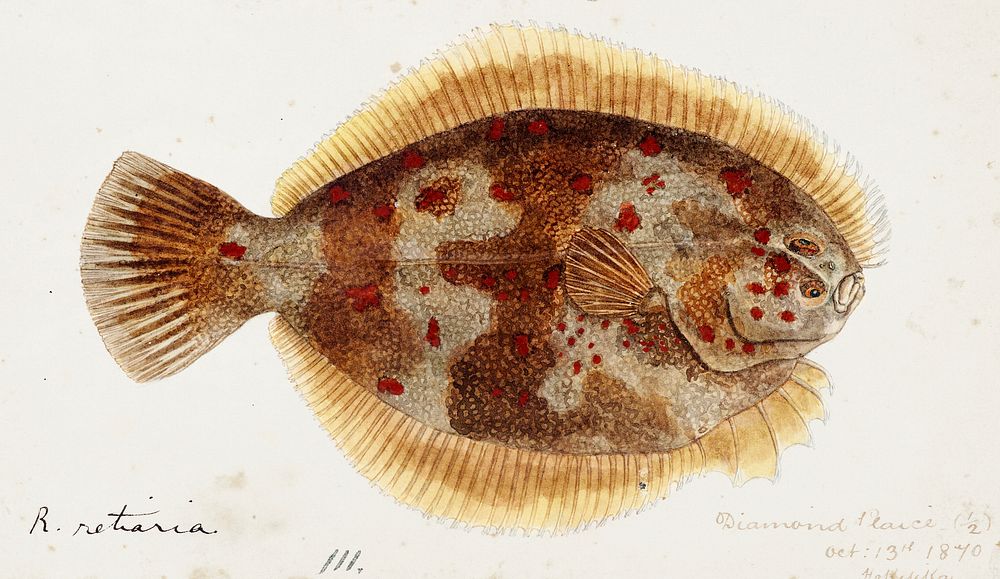 Antique fish Rhombosolea retiaria (NZ) : Black flounder drawn by Fe. Clarke (1849-1899). Original from Museum of New…