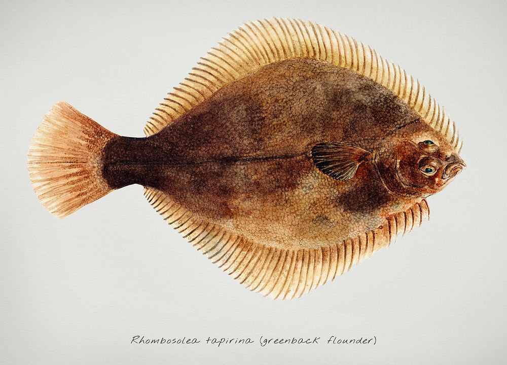 Drawing of antique fish Rhombosolea tapirina : greenback flounder