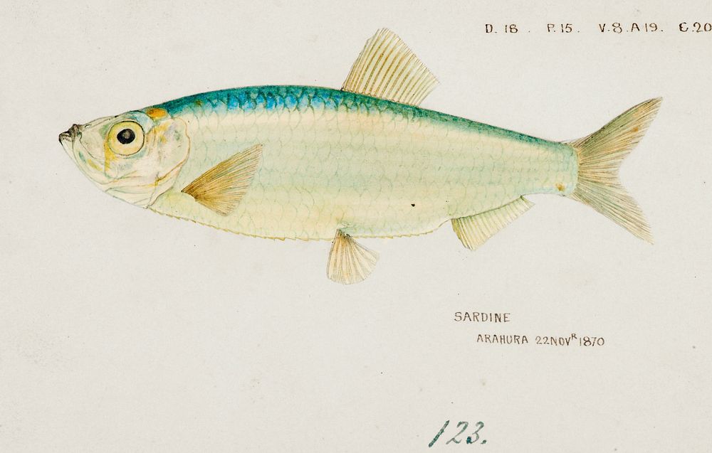 Antique fish Sardine drawn by Fe. Clarke (1849-1899). Original from Museum of New Zealand. Digitally enhanced by rawpixel.
