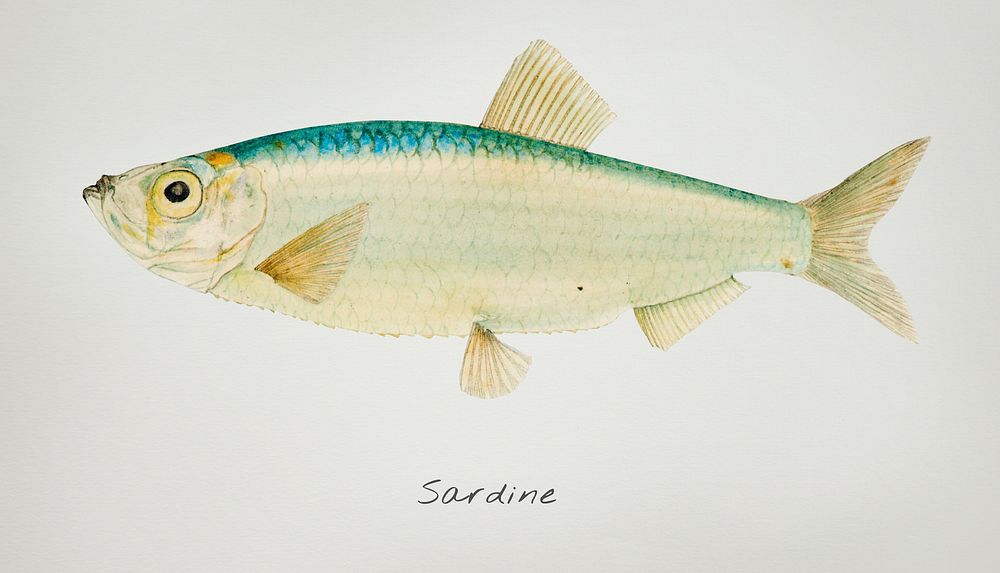 Drawing of antique fish Sardine drawn by Fe. Clarke (1849-1899)