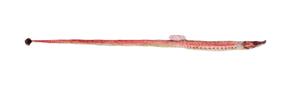 Drawing of antique fish Syngnathidae : Pipefish. drawn by Fe. Clarke (1849-1899)