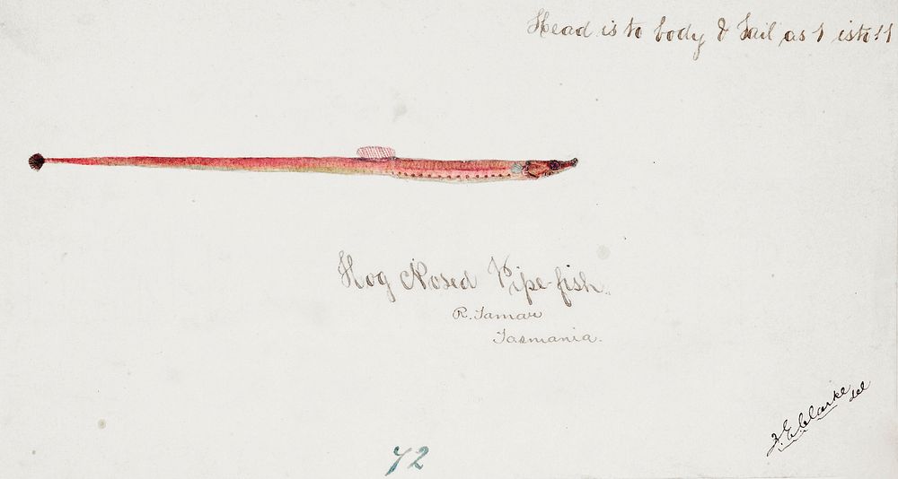 Antique fish Syngnathidae : Pipefish. drawn by Fe. Clarke (1849-1899). Original from Museum of New Zealand. Digitally…