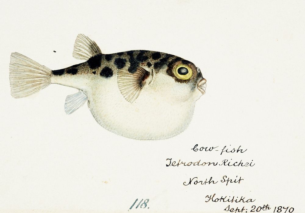 Antique fish Tetraodon gillbanksii Clarke drawn by Fe. Clarke (1849-1899). Original from Museum of New Zealand. Digitally…