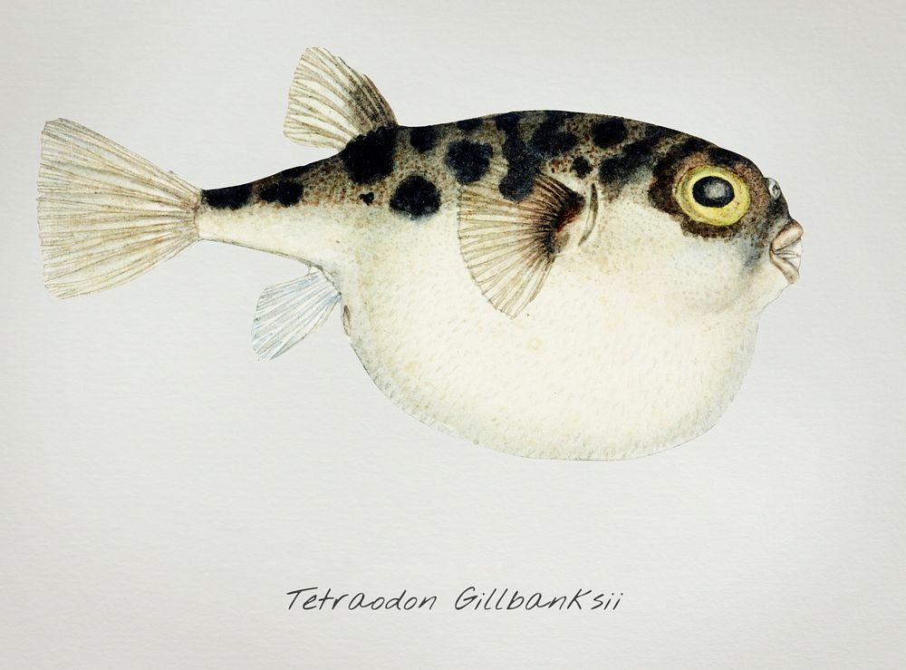 Drawing of antique fish Tetraodon gillbanksii Clarke drawn by Fe. Clarke (1849-1899)
