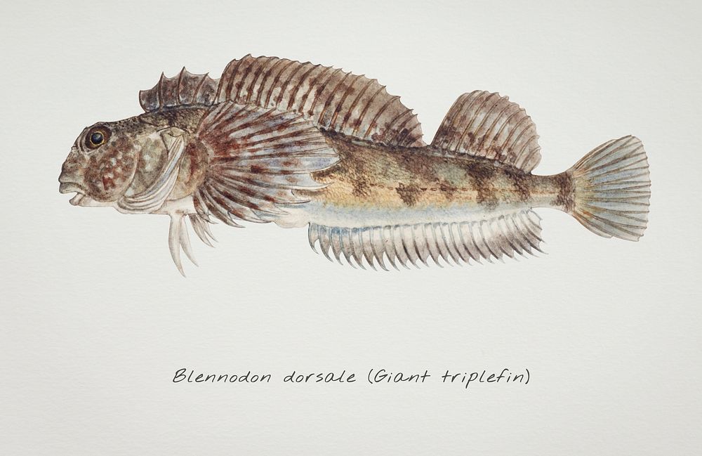 Drawing of antique fish Blennodon dorsale (Giant triplefin) drawn by Fe. Clarke (1849-1899)