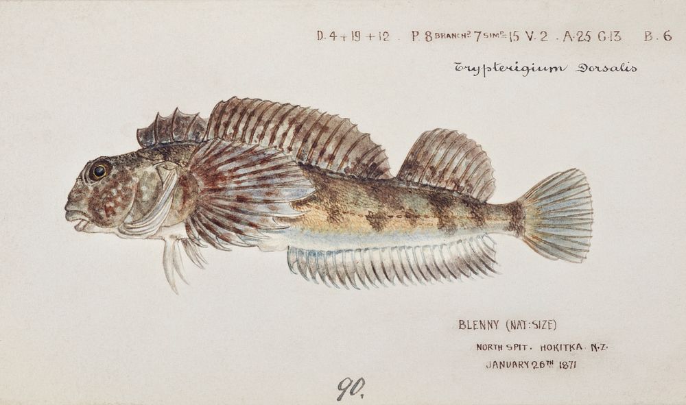 Antique fish Blennodon dorsale (Giant triplefin) drawn by Fe. Clarke (1849-1899). Original from Museum of New Zealand.…