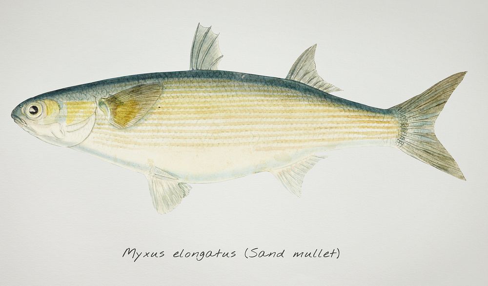 Antique fish myxus elongatus sand mullet illustration drawing