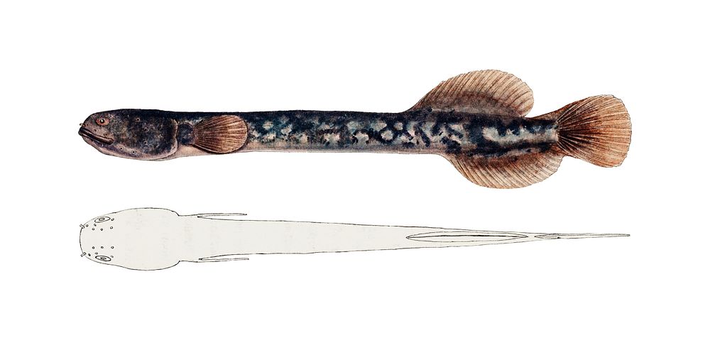 Drawing of antique fish Neochanna apoda (apoda)