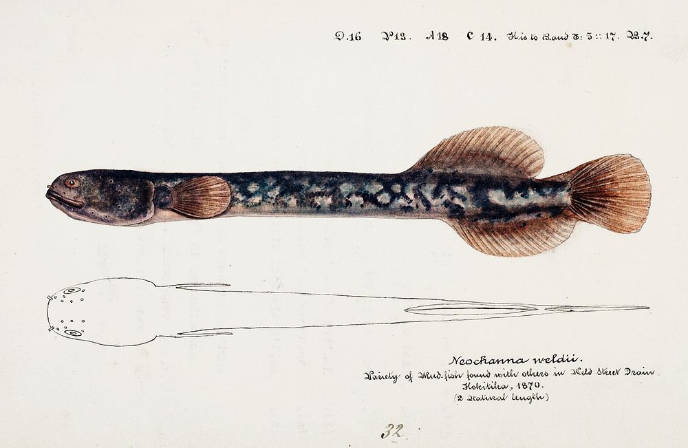 Antique fish Neochanna apoda (apoda) drawn by Fe. Clarke (1849-1899). Original from Museum of New Zealand. Digitally…