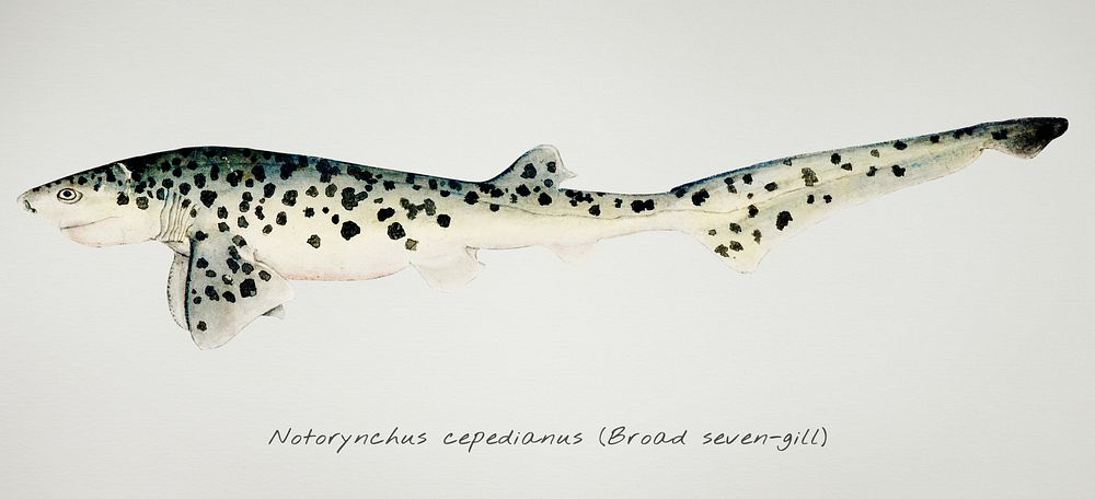 Drawing of antique fish Notorynchus cepedianus (Tas) : Broad seven-gill shark