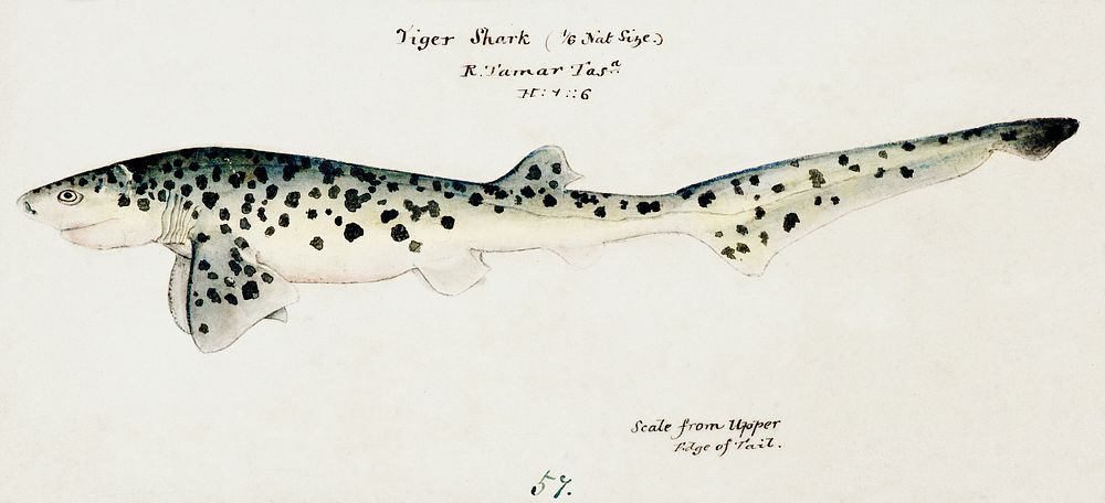Antique fish Notorynchus cepedianus (Tas) : Broad seven-gill shark drawn by Fe. Clarke(1849-1899). Original from Museum of…