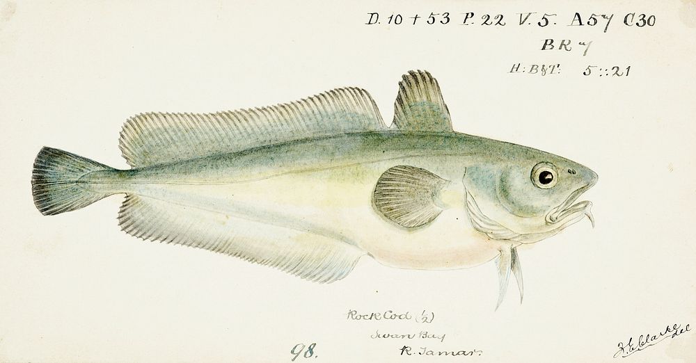 Antique fish Pseudophycis barbata (Tas) : Southern Bastard Red Cod drawn by Fe. Clarke (1849-1899). Original from Museum of…