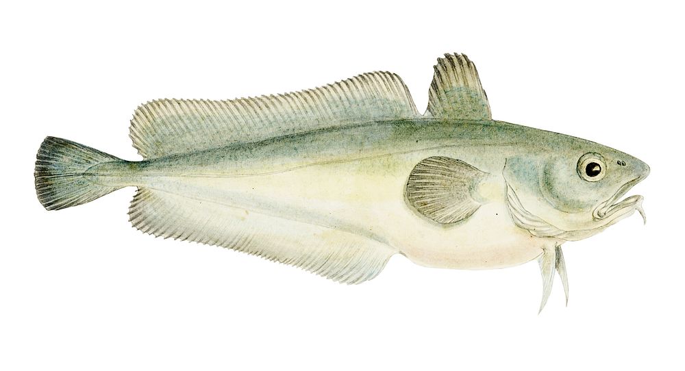 Drawing of antique fish Pseudophycis barbata (Tas) : Southern Bastard Red Cod