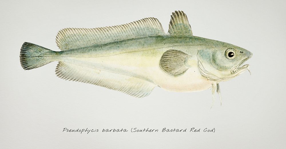 Drawing of antique fish Pseudophycis barbata (Tas) : Southern Bastard Red Cod
