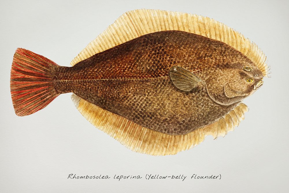 Drawing of antique fish Rhombosolea leporina (NZ) : Yellow-belly flounder