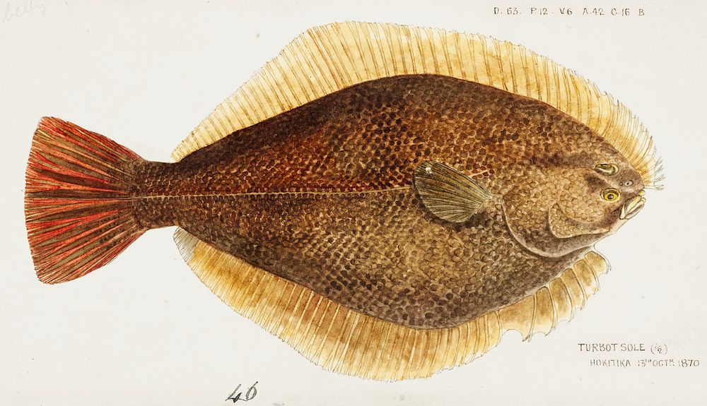 Antique fish Rhombosolea leporina (NZ) : Yellow-belly flounder drawn by Fe. Clarke (1849-1899). Original from Museum of New…