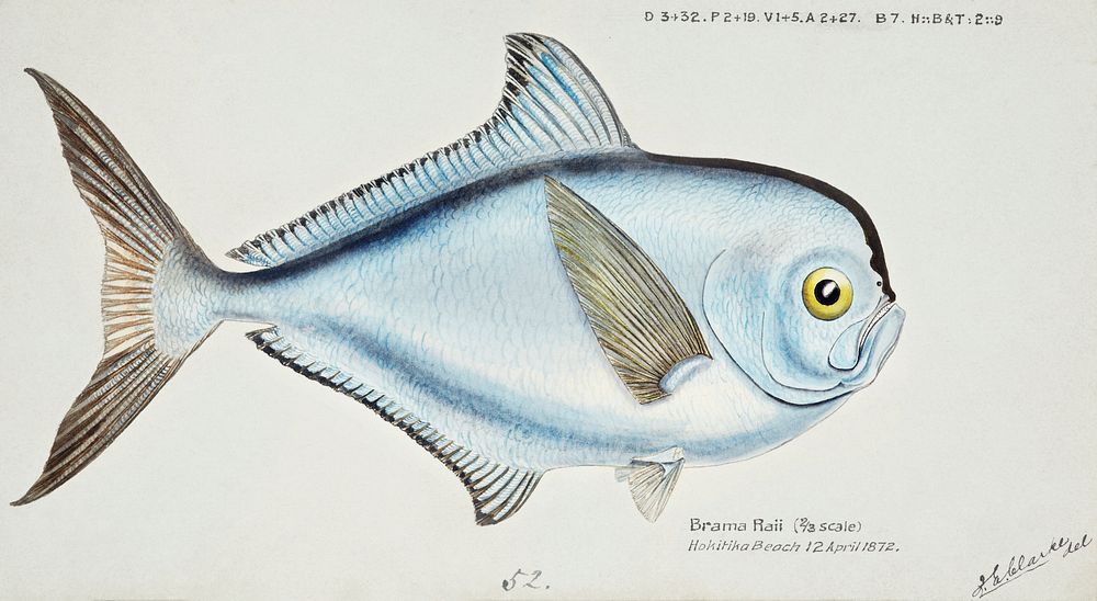 Antique fish Brama brama (NZ) - Ray&rsquo;s Bream drawn by Fe. Clarke (1849-1899). Original from Museum of New Zealand.…