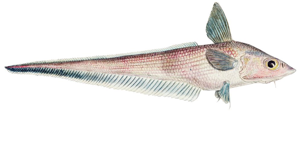 Drawing of antique fish Coelorinchus sp (NZ) : Rattail drawn by Fe. Clarke (1849-1899)