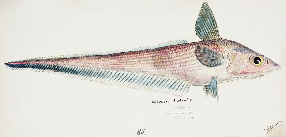 Antique fish Coelorinchus sp (NZ) : Rattail drawn by Fe. Clarke (1849-1899). Original from Museum of New Zealand. Digitally…