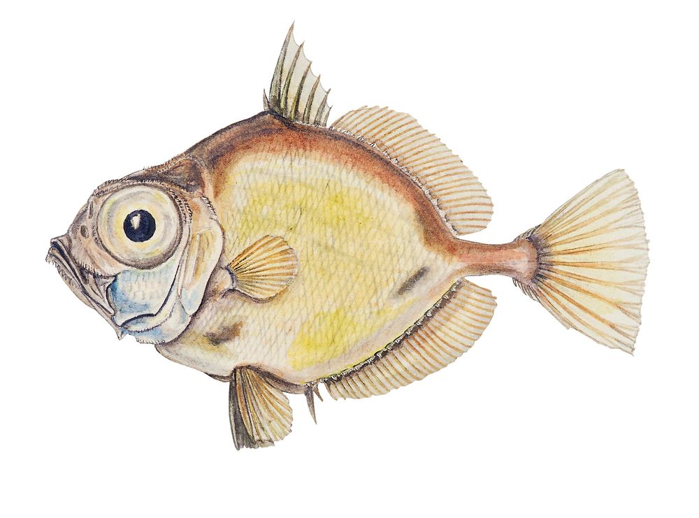 Drawing of antique fish Platystethus abbrevatus drawn by Fe. Clarke (1849-1899)