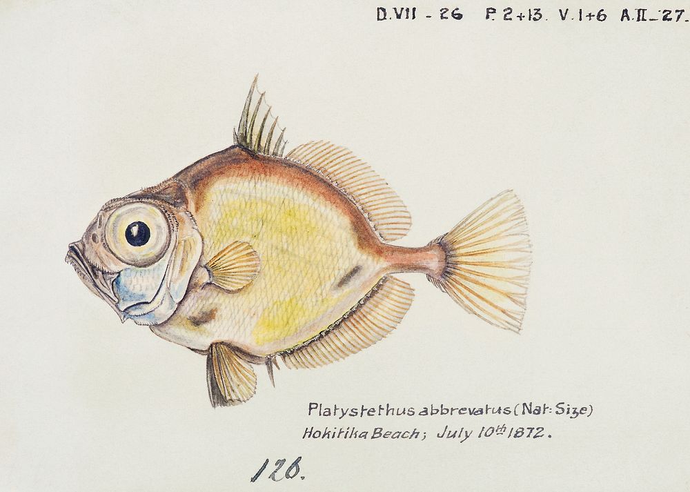 Antique fish Platystethus abbrevatus drawn by Fe. Clarke (1849-1899). Original from Museum of New Zealand. Digitally…