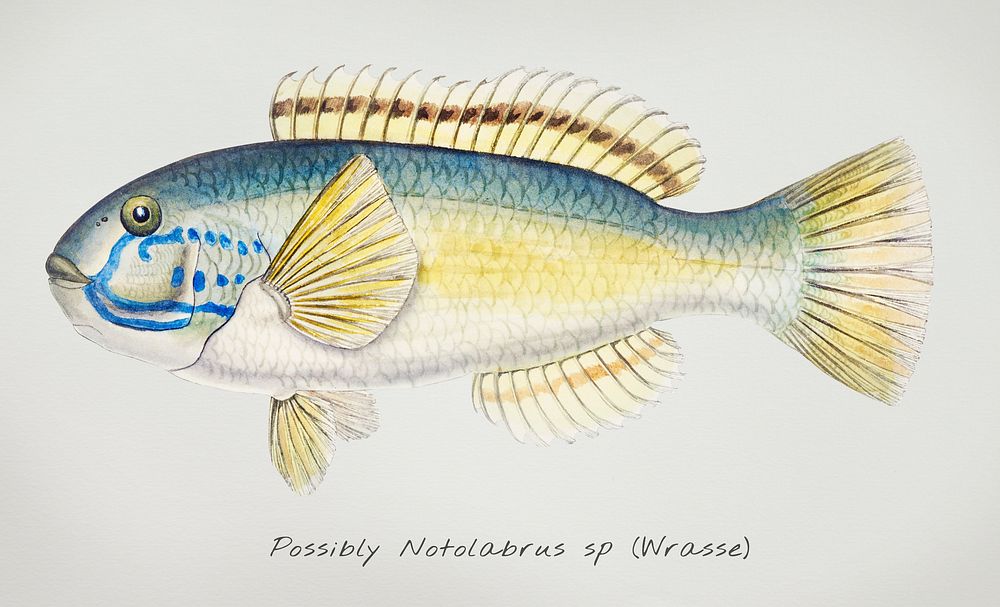 Drawing of antique fish Possibly Notolabrus sp (NZ) : Wrasse drawn by Fe. Clarke (1849-1899)