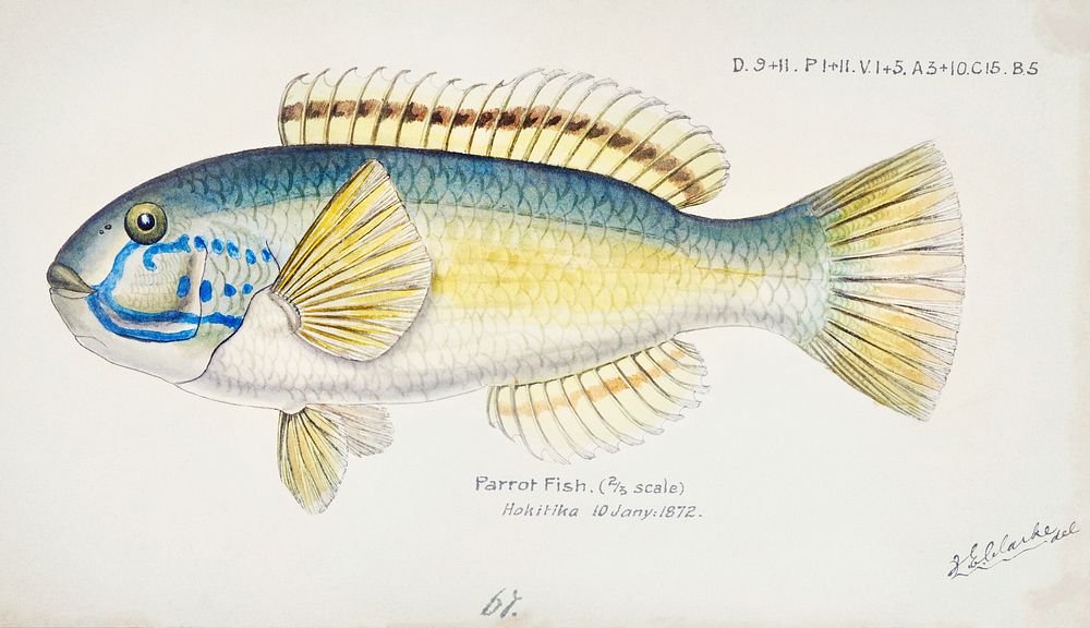 Antique fish Possibly Notolabrus sp (NZ) : Wrasse drawn by Fe. Clarke (1849-1899). Original from Museum of New Zealand.…