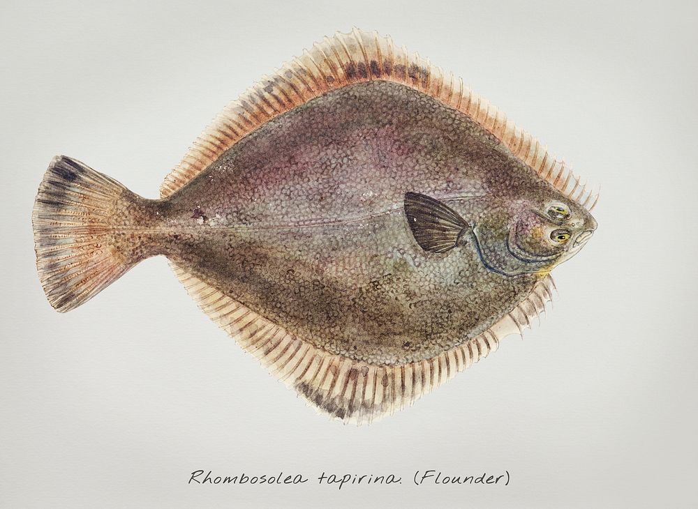 Drawing of antique fish Rhombosolea tapirina: Flounder drawn by Fe. Clarke (1849-1899)