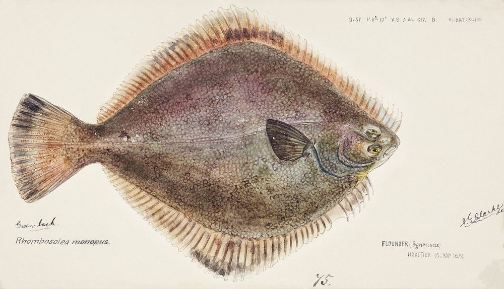 Antique fish Rhombosolea tapirina: Flounder drawn by Fe. Clarke (1849-1899). Original from Museum of New Zealand. Digitally…