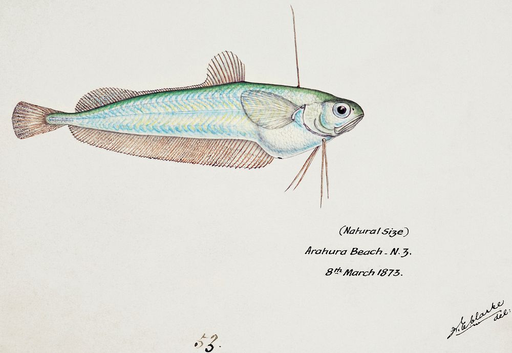 Antique fish Auchenoceros punctatus (NZ) : Ahuru drawn by Fe. Clarke (1849-1899). Original from Museum of New Zealand.…