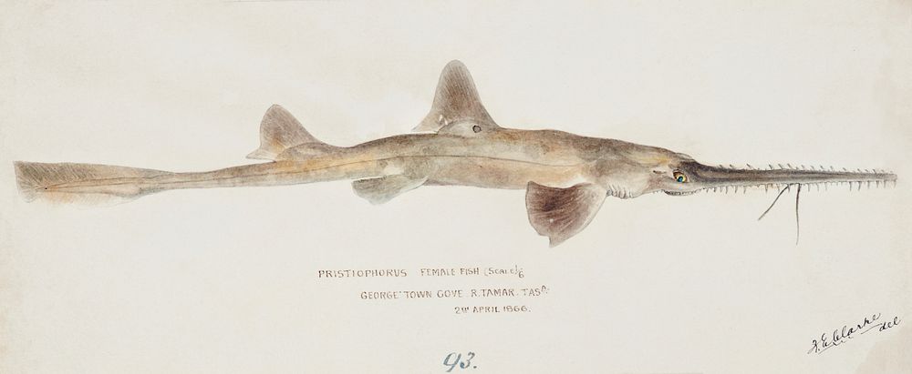 Antique fish pristiophorus nudipinnis drawn by Fe. Clarke (1849-1899). Original from Museum of New Zealand. Digitally…