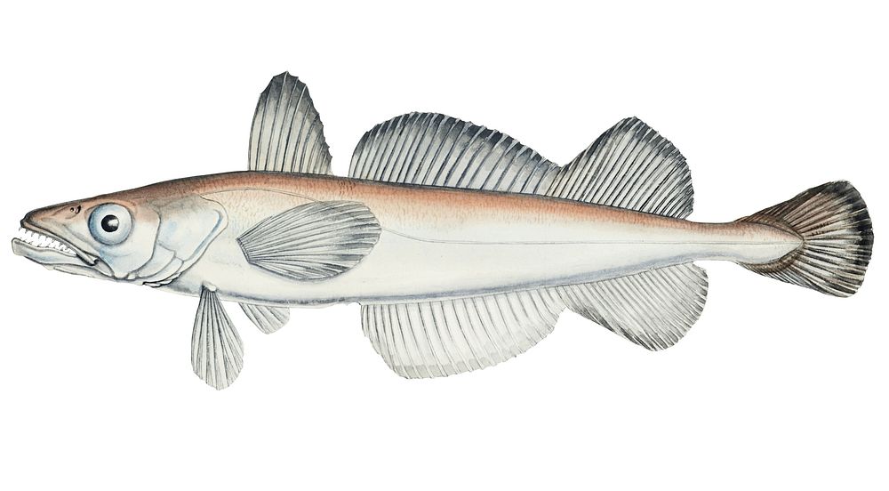 Drawing of antique fish Merluccius australis (NZ) : Hake drawn by Fe. Clarke (1849-1899)