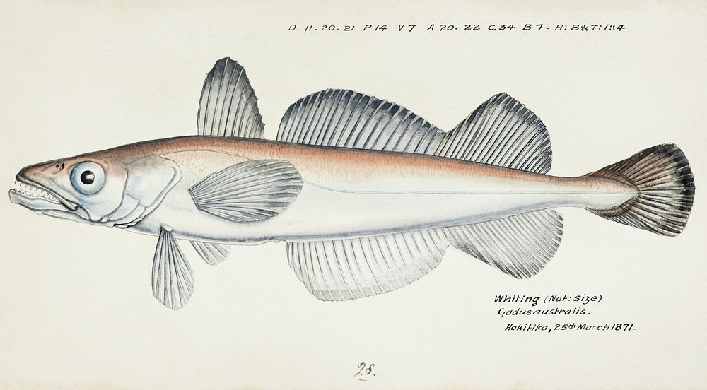 Antique fish Merluccius australis (NZ) : Hake drawn by Fe. Clarke (1849-1899). Original from Museum of New Zealand.…