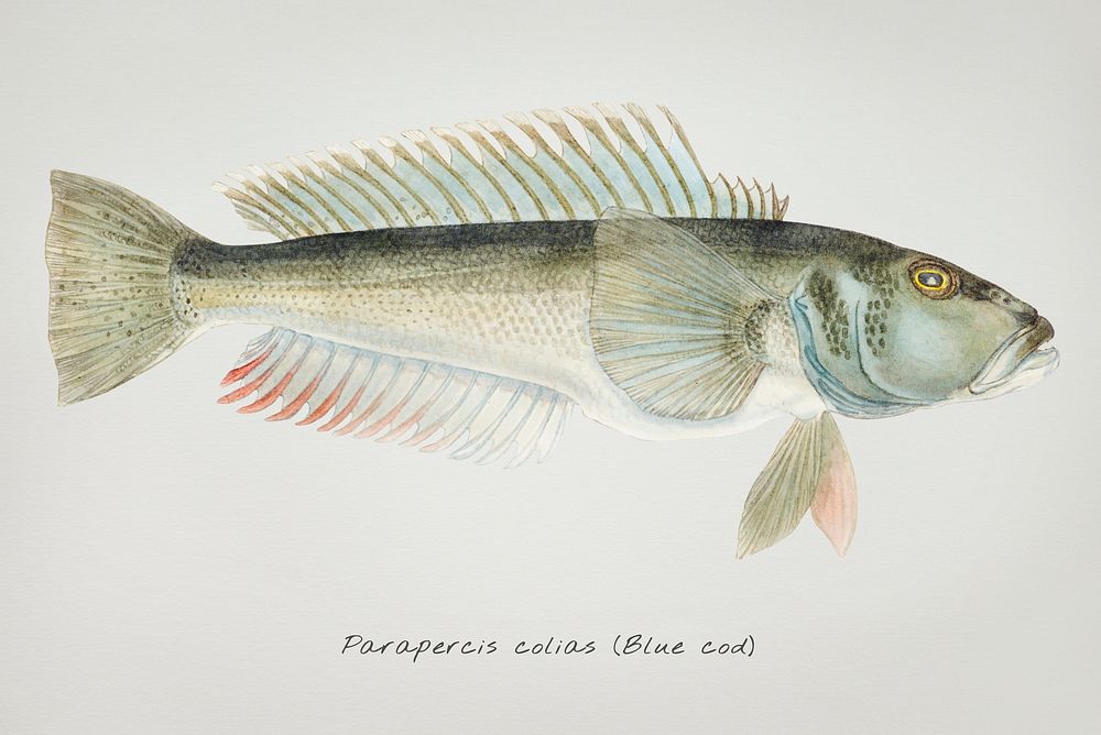 Drawing of antique fish Parapercis colias drawn by Fe. Clarke (1849-1899)
