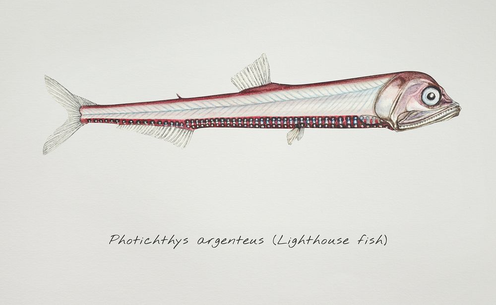 Drawing of antique fish Photichthys argenteus (NZ) : Lighthouse fish drawn by Fe. Clarke (1849-1899)